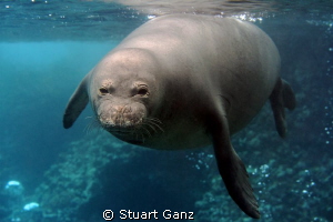 Hawaiian Monk seal by Stuart Ganz 